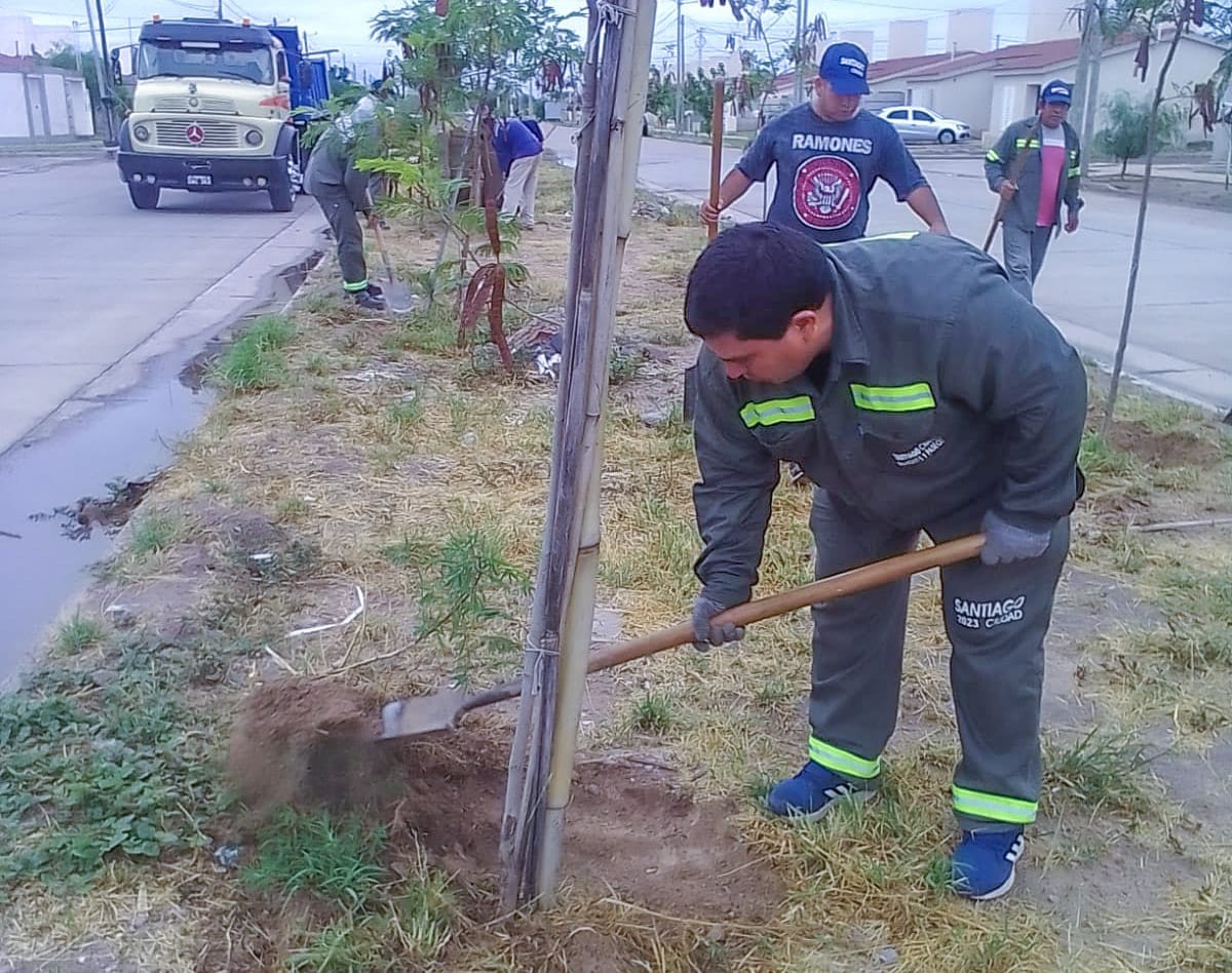 Avanza el programa municipal de conservación de árboles