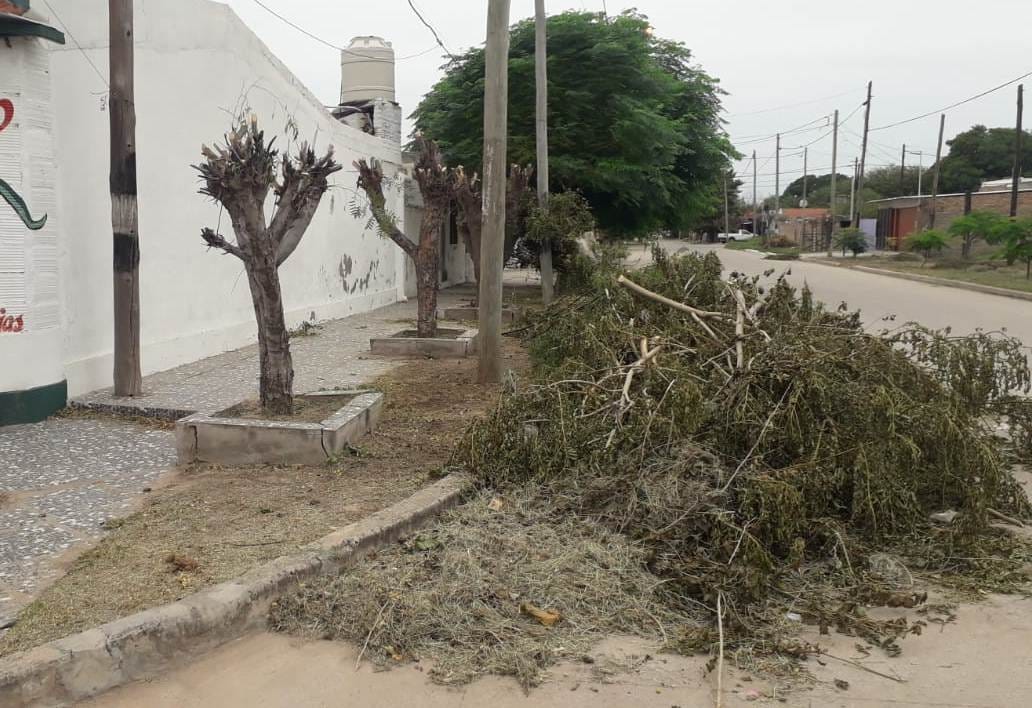 Parques y Paseos de la Municipalidad recordó que solo está permitida la poda de árboles en veredas con autorización