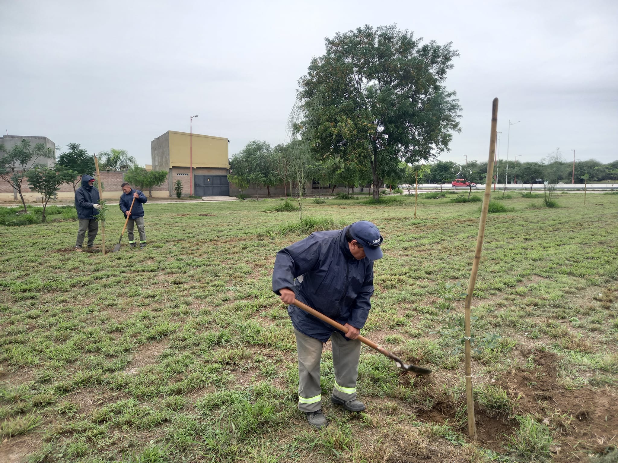 Parques y Paseos de la Municipalidad concretó más plantaciones de árboles en Lomas del Golf y La Católica